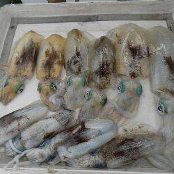 フィッシングボート空風（そらかぜ） 釣果