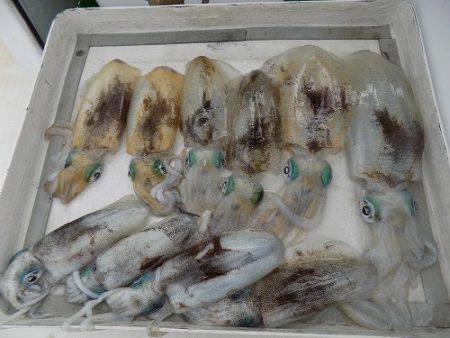 フィッシングボート空風（そらかぜ） 釣果