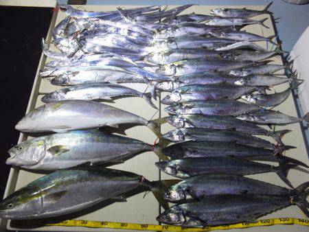 Hit Rush(ヒット ラッシュ) 釣果