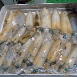 フィッシングボート空風(そらかぜ) 釣果