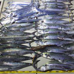 Hit Rush(ヒット ラッシュ) 釣果