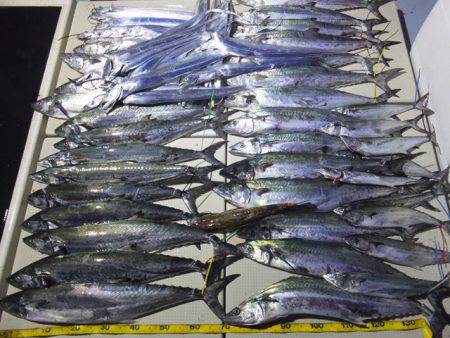 Hit Rush(ヒット ラッシュ) 釣果