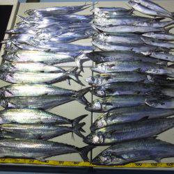 Hit Rush(ヒット ラッシュ） 釣果