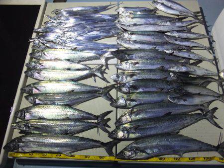 Hit Rush(ヒット ラッシュ） 釣果…