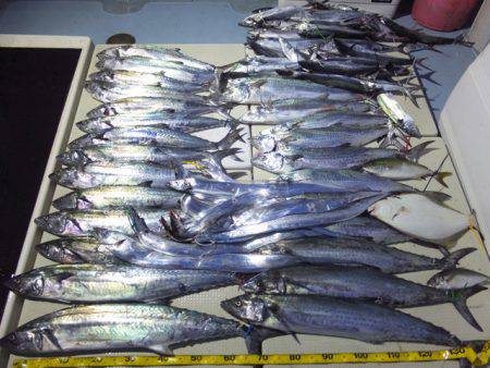 Hit Rush(ヒット ラッシュ） 釣果…