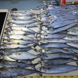 Hit Rush(ヒット ラッシュ) 釣果