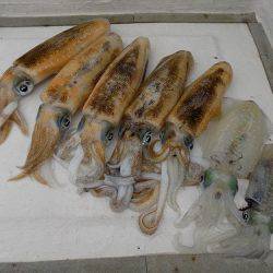 フィッシングボート空風(そらかぜ) 釣果