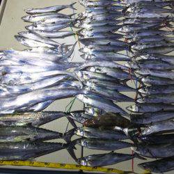 Hit Rush(ヒット ラッシュ) 釣果