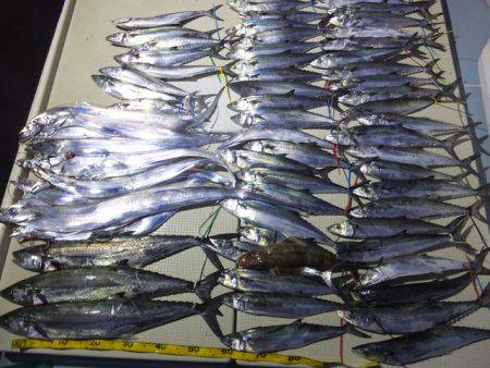 Hit Rush(ヒット ラッシュ） 釣果…