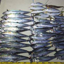 Hit Rush(ヒット ラッシュ） 釣果