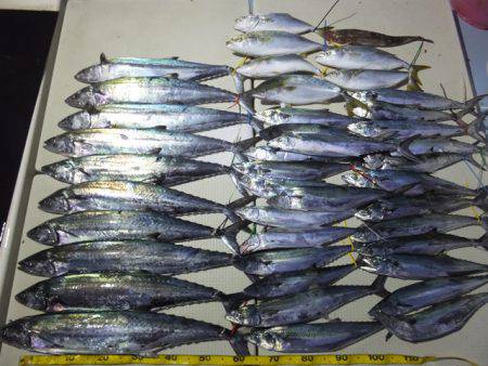 Hit Rush(ヒット ラッシュ） 釣果…