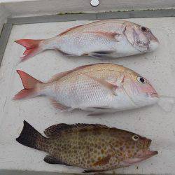 フィッシングボート空風(そらかぜ) 釣果