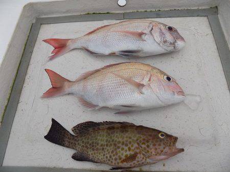 フィッシングボート空風(そらかぜ) 釣果