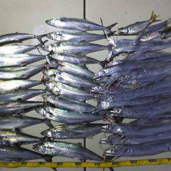 Hit Rush(ヒット ラッシュ) 釣果