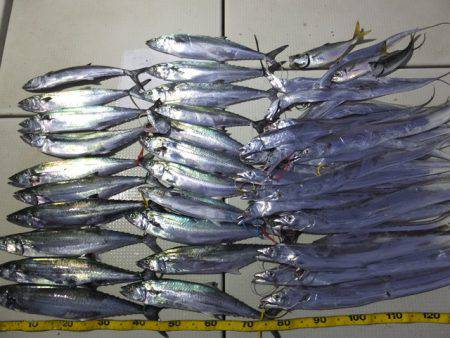 Hit Rush(ヒット ラッシュ） 釣果…