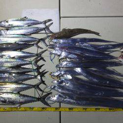 Hit Rush(ヒット ラッシュ) 釣果