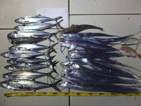 Hit Rush(ヒット ラッシュ） 釣果…