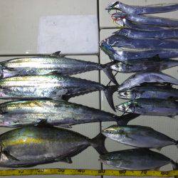 Hit Rush(ヒット ラッシュ） 釣果