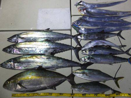 Hit Rush(ヒット ラッシュ） 釣果…