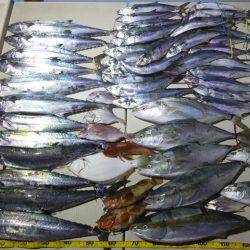 Hit Rush(ヒット ラッシュ) 釣果