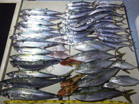 Hit Rush(ヒット ラッシュ） 釣果…