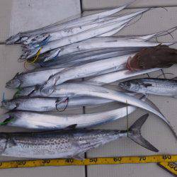 Hit Rush(ヒット ラッシュ) 釣果