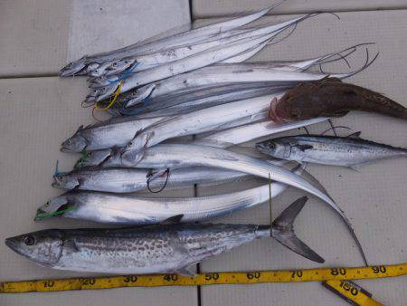 Hit Rush(ヒット ラッシュ） 釣果…