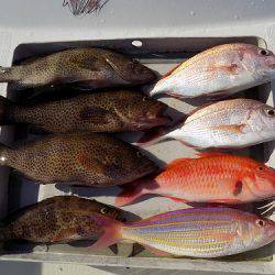 フィッシングボート空風(そらかぜ) 釣果