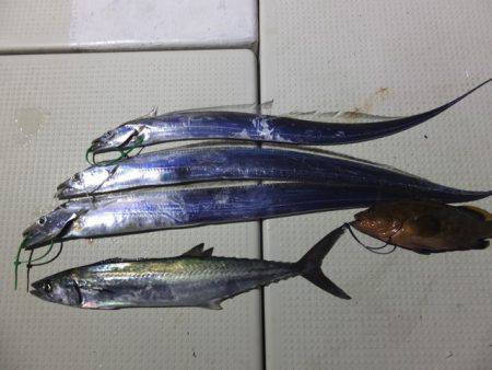 Hit Rush(ヒット ラッシュ） 釣果…