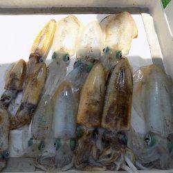 フィッシングボート空風（そらかぜ） 釣果