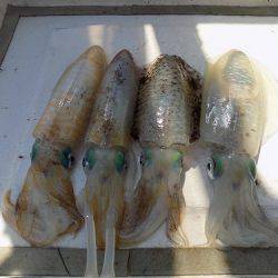 フィッシングボート空風(そらかぜ) 釣果