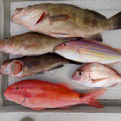 フィッシングボート空風(そらかぜ) 釣果