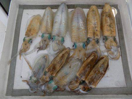 フィッシングボート空風(そらかぜ) 釣果