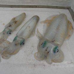 フィッシングボート空風(そらかぜ) 釣果