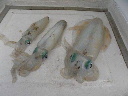 フィッシングボート空風(そらかぜ) 釣果