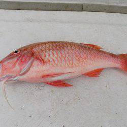 フィッシングボート空風(そらかぜ) 釣果