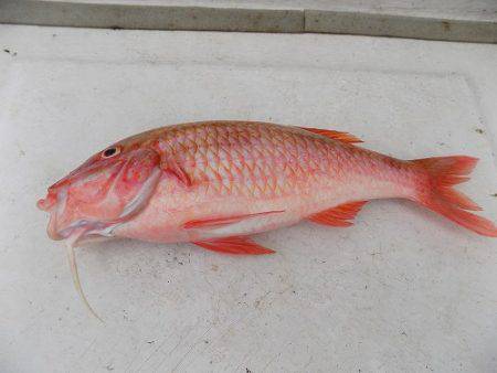 フィッシングボート空風(そらかぜ) 釣果