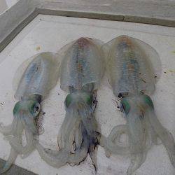 フィッシングボート空風(そらかぜ) 釣果