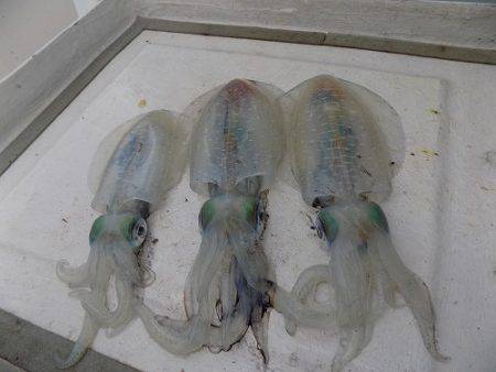 フィッシングボート空風(そらかぜ) 釣果