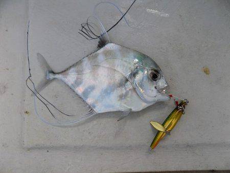 フィッシングボート空風(そらかぜ) 釣果