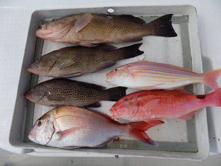 フィッシングボート空風（そらかぜ） 釣果