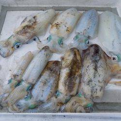 フィッシングボート空風(そらかぜ) 釣果