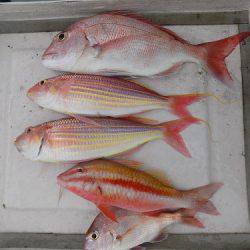 フィッシングボート空風(そらかぜ) 釣果