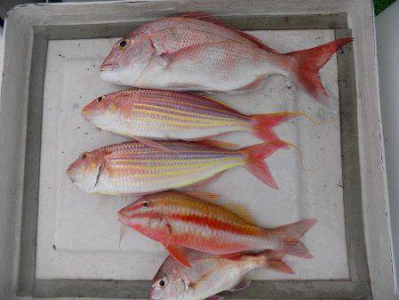 フィッシングボート空風(そらかぜ) 釣果