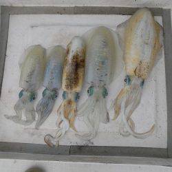 フィッシングボート空風(そらかぜ) 釣果