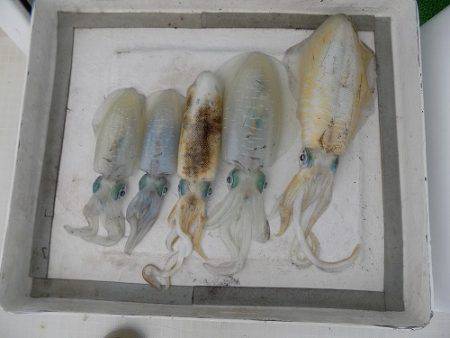 フィッシングボート空風(そらかぜ) 釣果