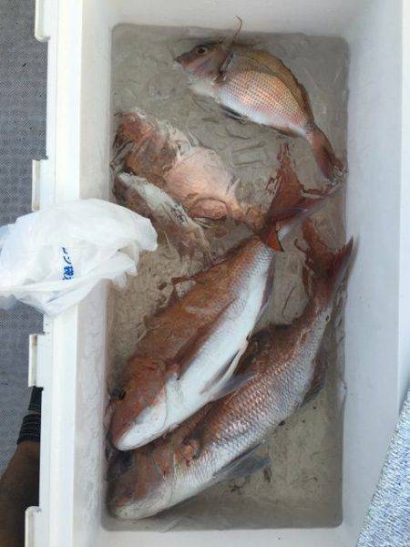 龍宮丸 釣果