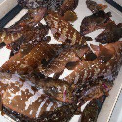 Magic(マジック) 釣果