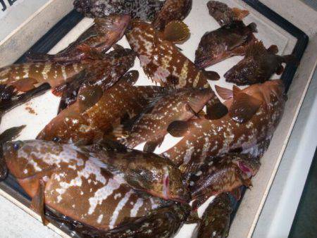 Magic(マジック) 釣果