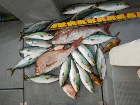 sea boss　シーボス 釣果